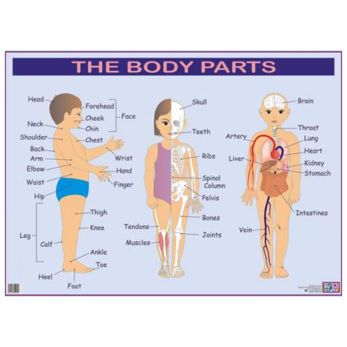The Body Parts
